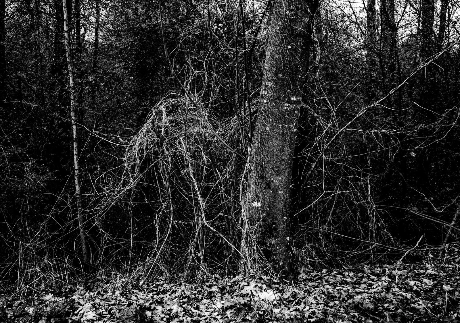 UNDERGROWTH by Burkhard Philipp von Harder | European Photography Awards 2026 Gold